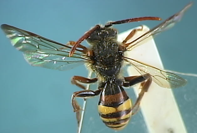 Nomada ruficornis